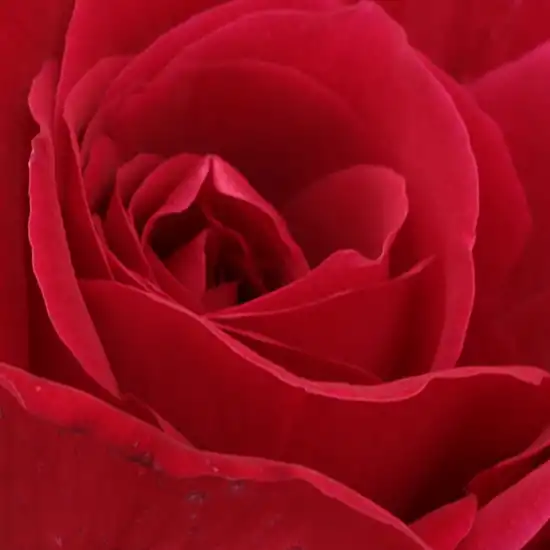 Trandafiri online - Roșu - trandafir teahibrid - trandafir cu parfum intens - Rosa American Home - Morey, Jr., Dennison H - ,-
